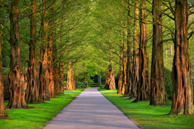 YOL