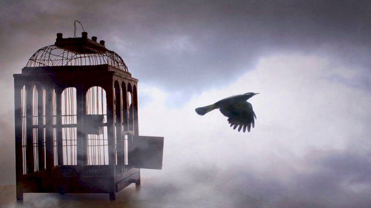 Özgürleşmek İsteyen Kafesteki Güvercin